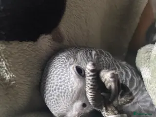 Parrots birds 6 month old tame African grey - Advert 12