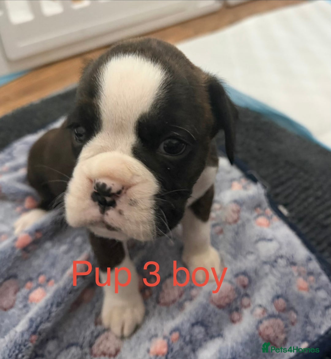 Boxer dogs for sale: Boxer puppies  - Image 3