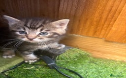 Domestic Shorthair cats for sale: Beautiful/chunky domestic short hair kittens  - Image 8
