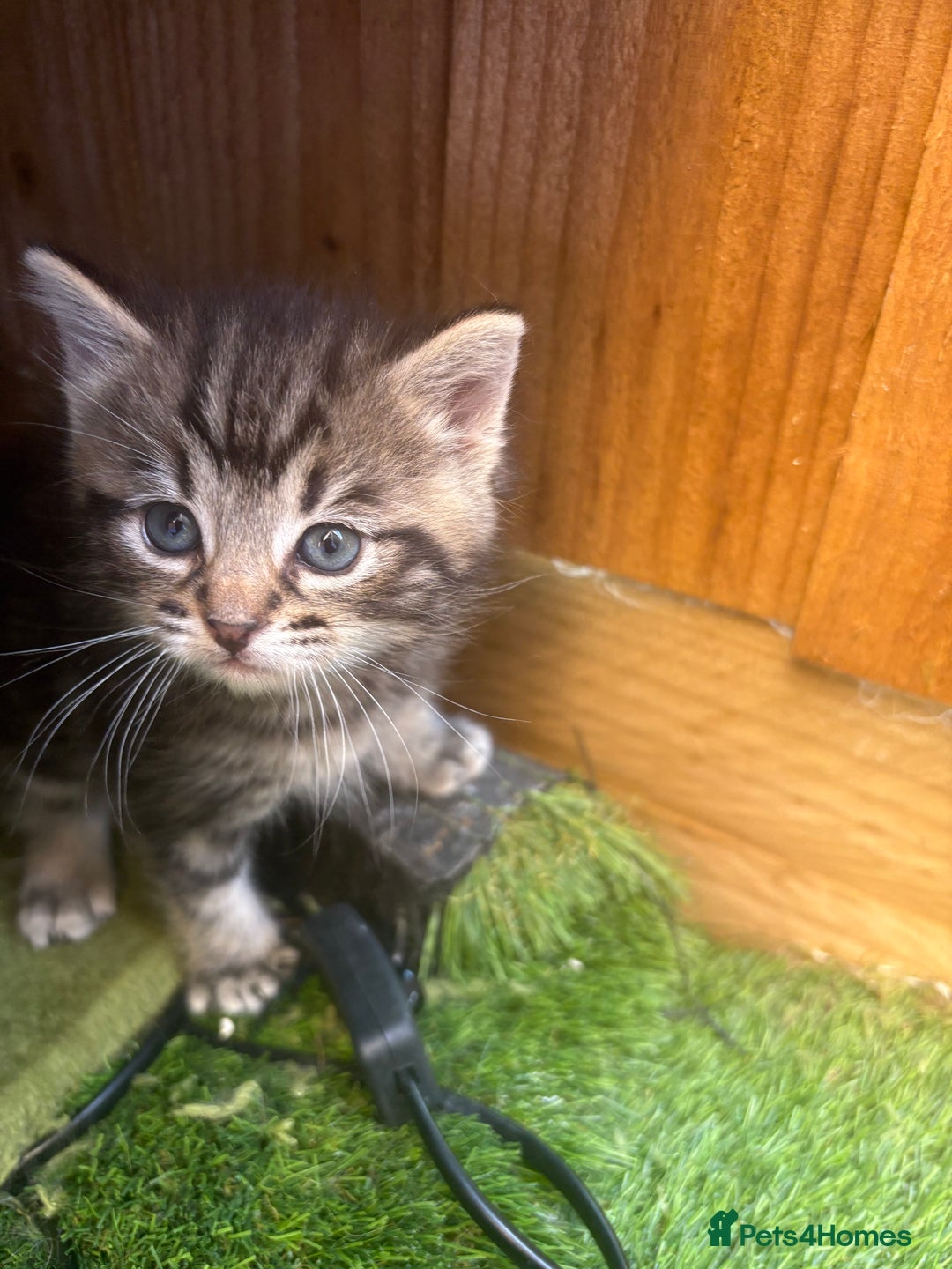 Domestic Shorthair cats for sale: Beautiful/chunky domestic short hair kittens  - Image 8