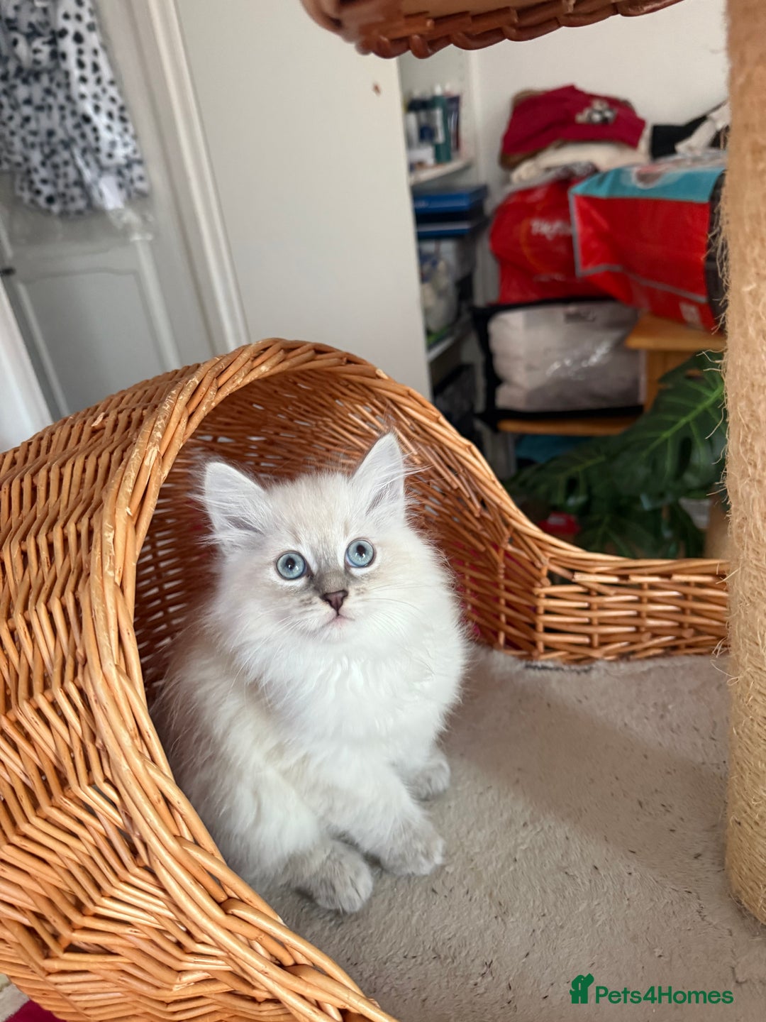 Siberian cats for sale: Hypoallergenic Siberian Neva Masquerade kittens - Advert 10