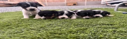 Jack Russell dogs for sale: 5 adorable Jack Russell puppies 🐶❤️ - Advert 13