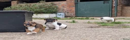 Jack Russell dogs for sale: Jack Russell Puppies - Advert 8