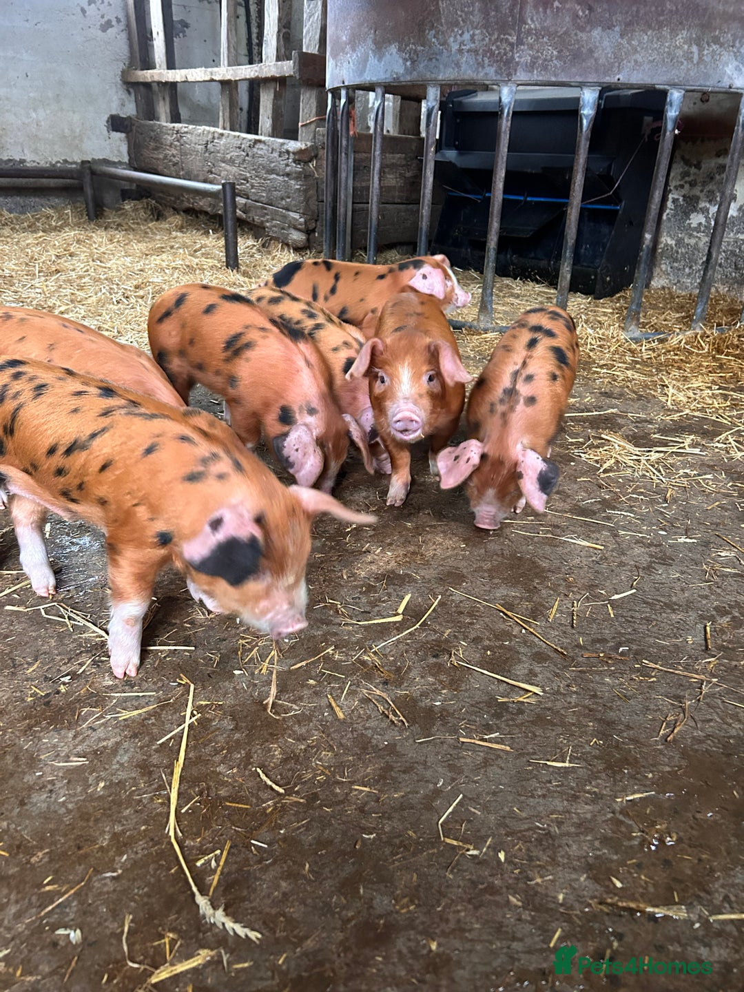 Pig livestock for sale: Oxford Sandy and Black Weaners piglets  - Advert 3