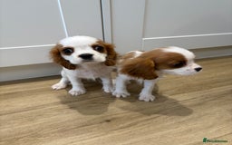 Cavalier King Charles Spaniel dogs for sale: Beautiful King Charles Cavalier puppies for sale  - Image 9
