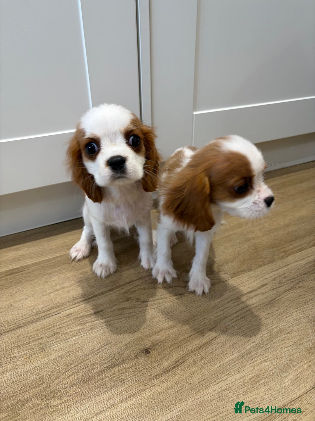 Cavalier King Charles Spaniel dogs for sale: Beautiful King Charles Cavalier puppies for sale  - Image 9