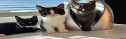 Mixed Breed cats for sale: 3 Gorgeous Kittens - Advert 1