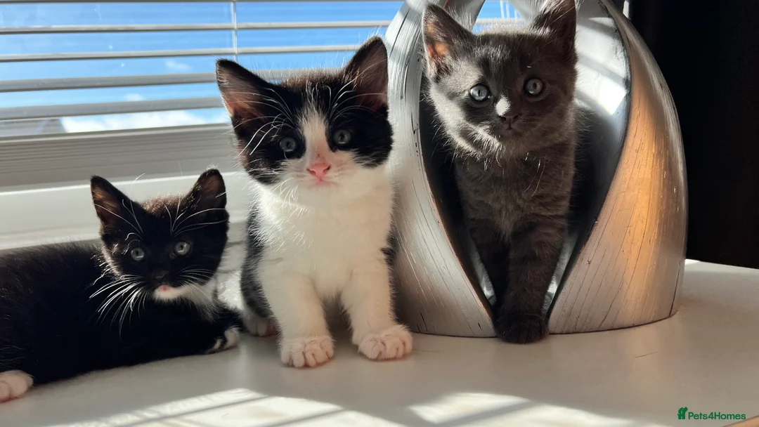 Mixed Breed cats for sale: 3 Gorgeous Kittens - Advert 1