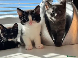 Mixed Breed cats 3 Gorgeous Kittens - Advert 1