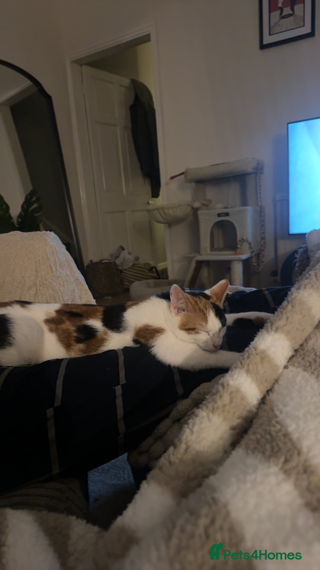 Domestic Shorthair cats for sale: Beautiful 7 month Calico  - Advert 3