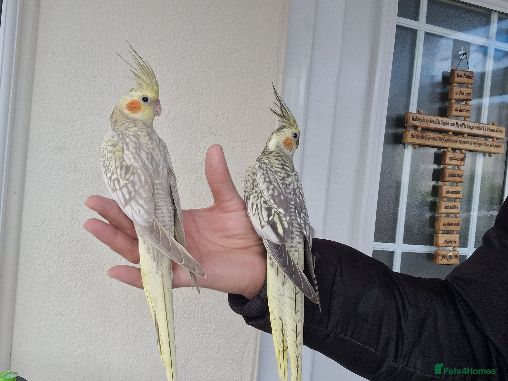 Cockatiels birds Super hand tamed baby cockatiels  - Advert 8