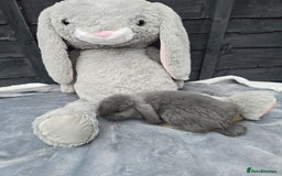 Continental Giant rabbits for sale: Giant french lops - Image 2