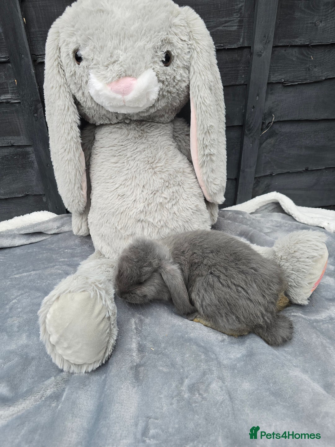 Continental Giant rabbits for sale: Giant french lops - Image 2