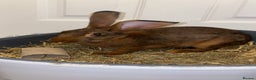 Belgian Hares rabbits for sale: Belgian hare 7 months old - Advert 2