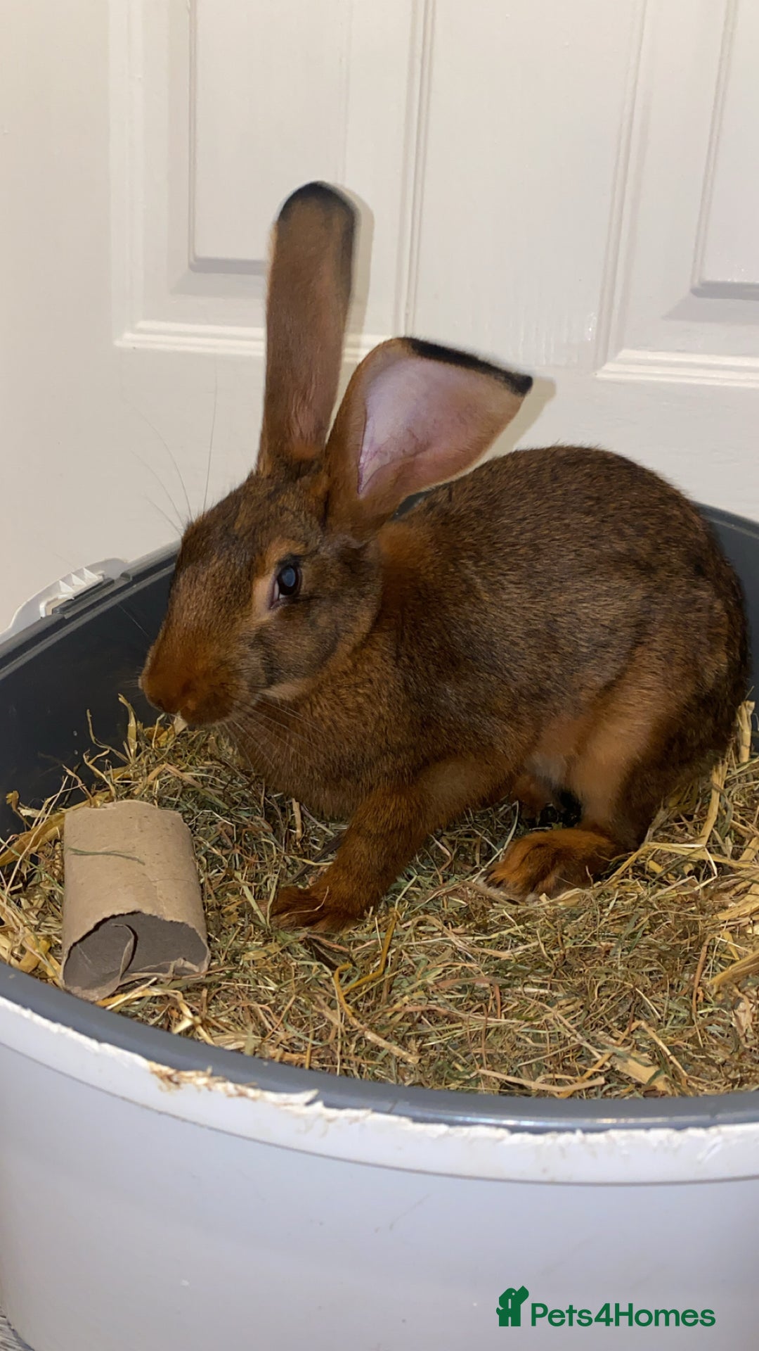 Belgian Hares rabbits for sale: Belgian hare 7 months old - Advert 2