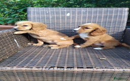 Cocker Spaniel dogs for sale: Fully vaccinated, Working type kc cocker spaniels - Image 21