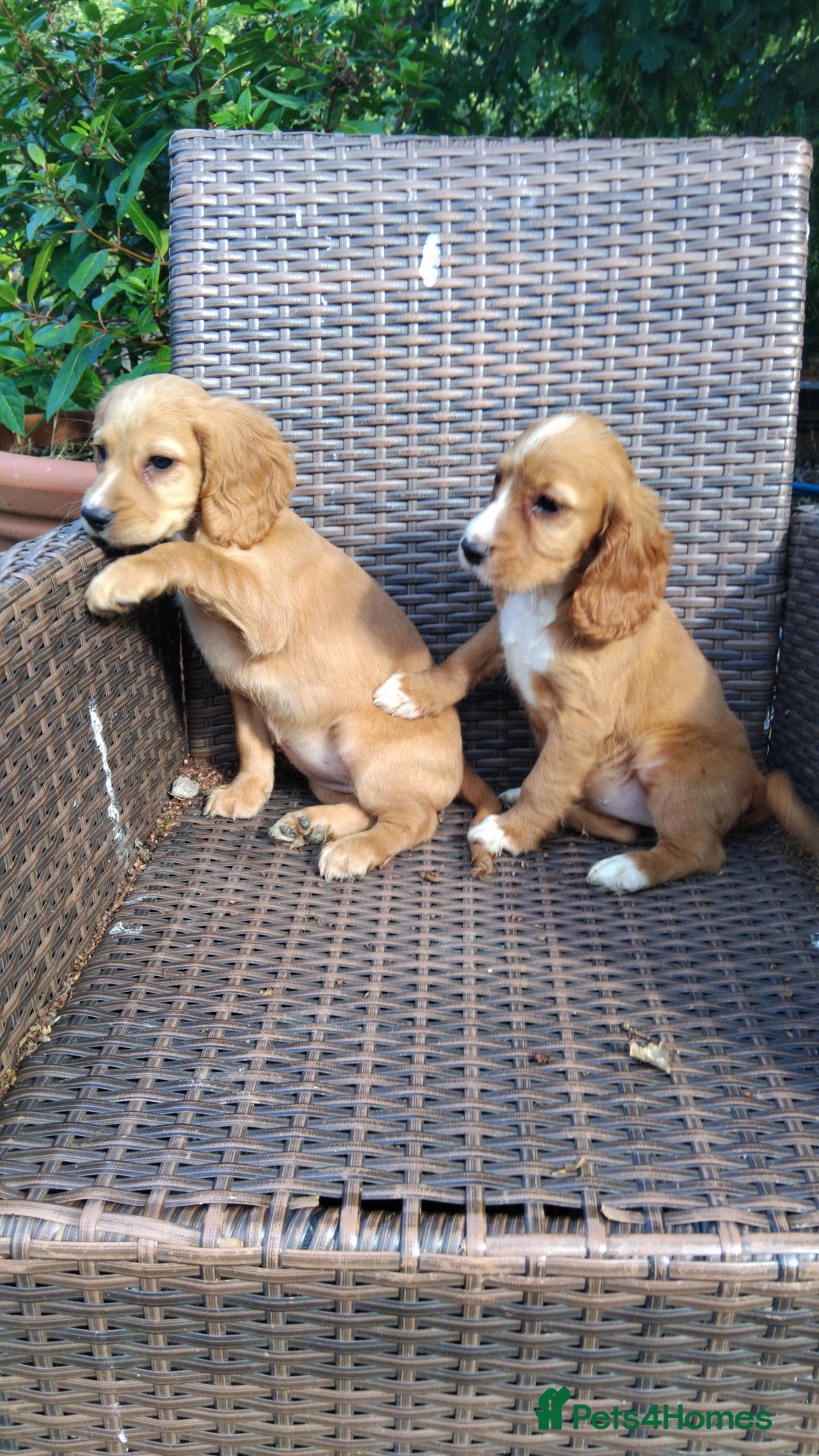 Cocker Spaniel dogs for sale: Fully vaccinated, Working type kc cocker spaniels - Image 21