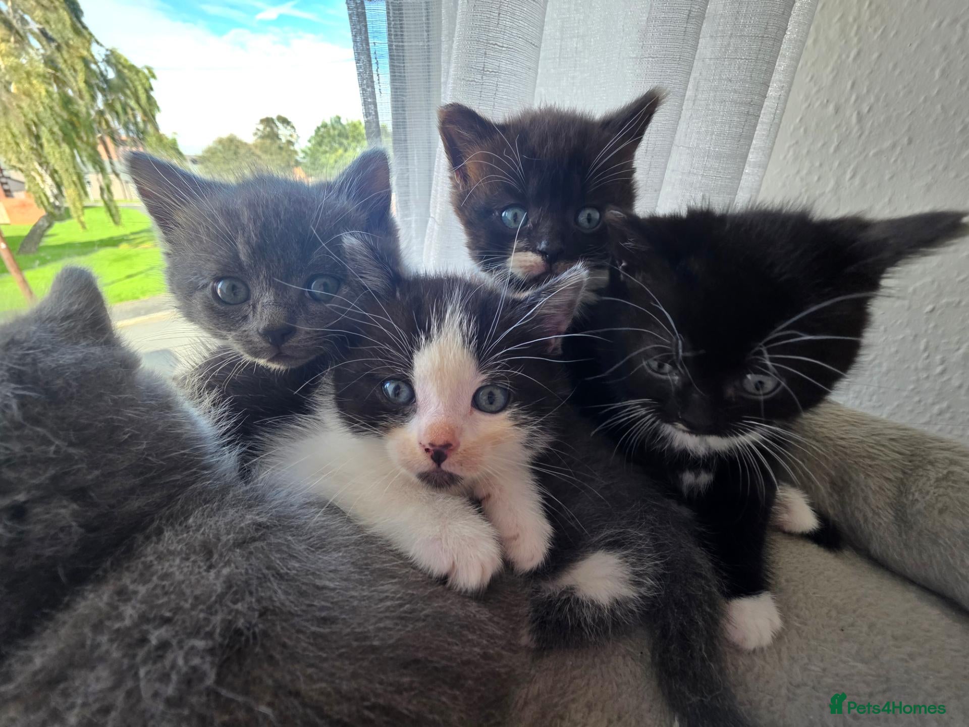 Mixed Breed cats 5 beutiful half ragdoll cross British shorthair - Advert 2