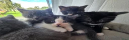 Mixed Breed cats for sale: 5 beutiful half ragdoll cross British shorthair - Advert 1