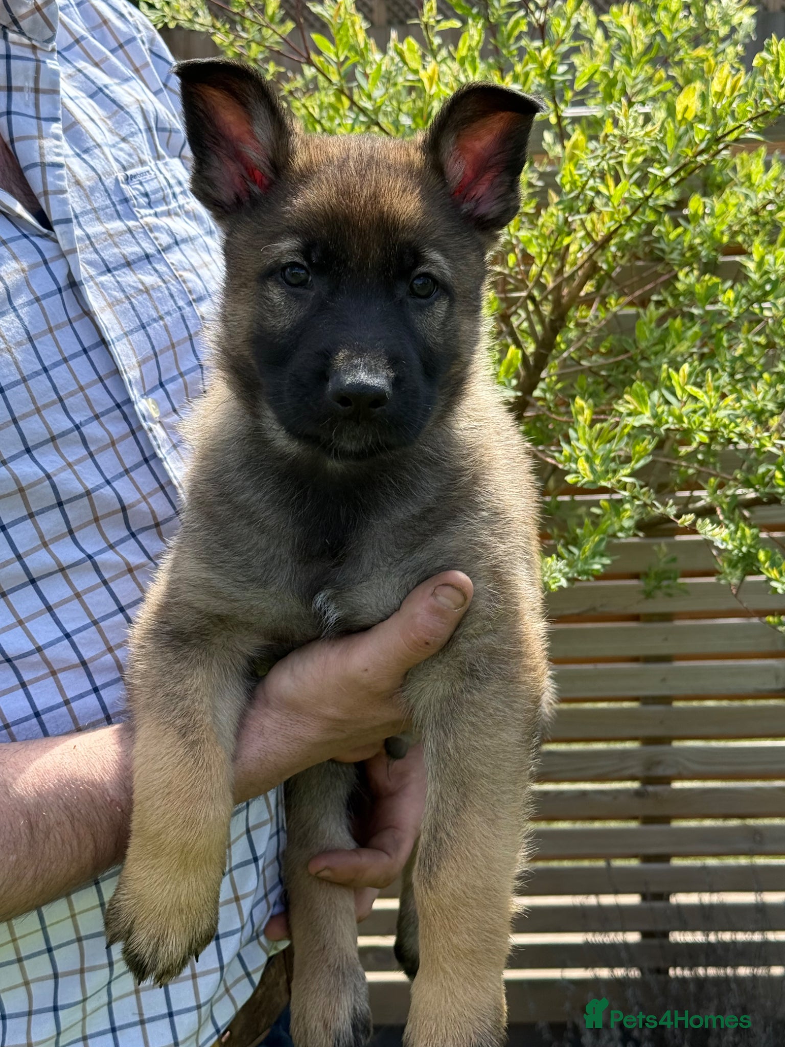 German Shepherd dogs Ready Now Working Line GSD Puppies  - Advert 2
