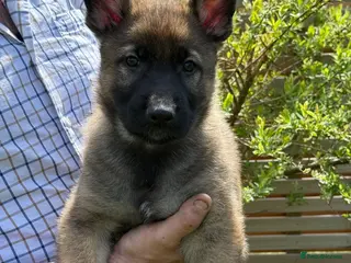 German Shepherd dogs Ready Now Working Line GSD Puppies - Advert 7