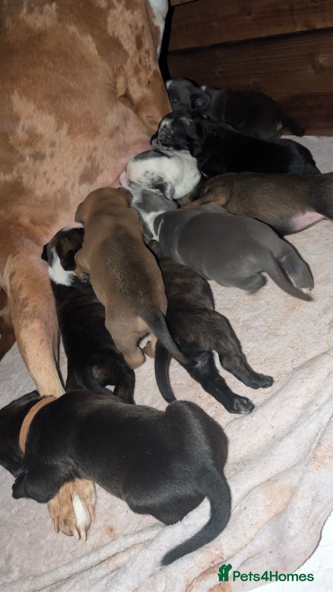 Mixed Breed dogs for sale: Puppies for sale  - Image 6
