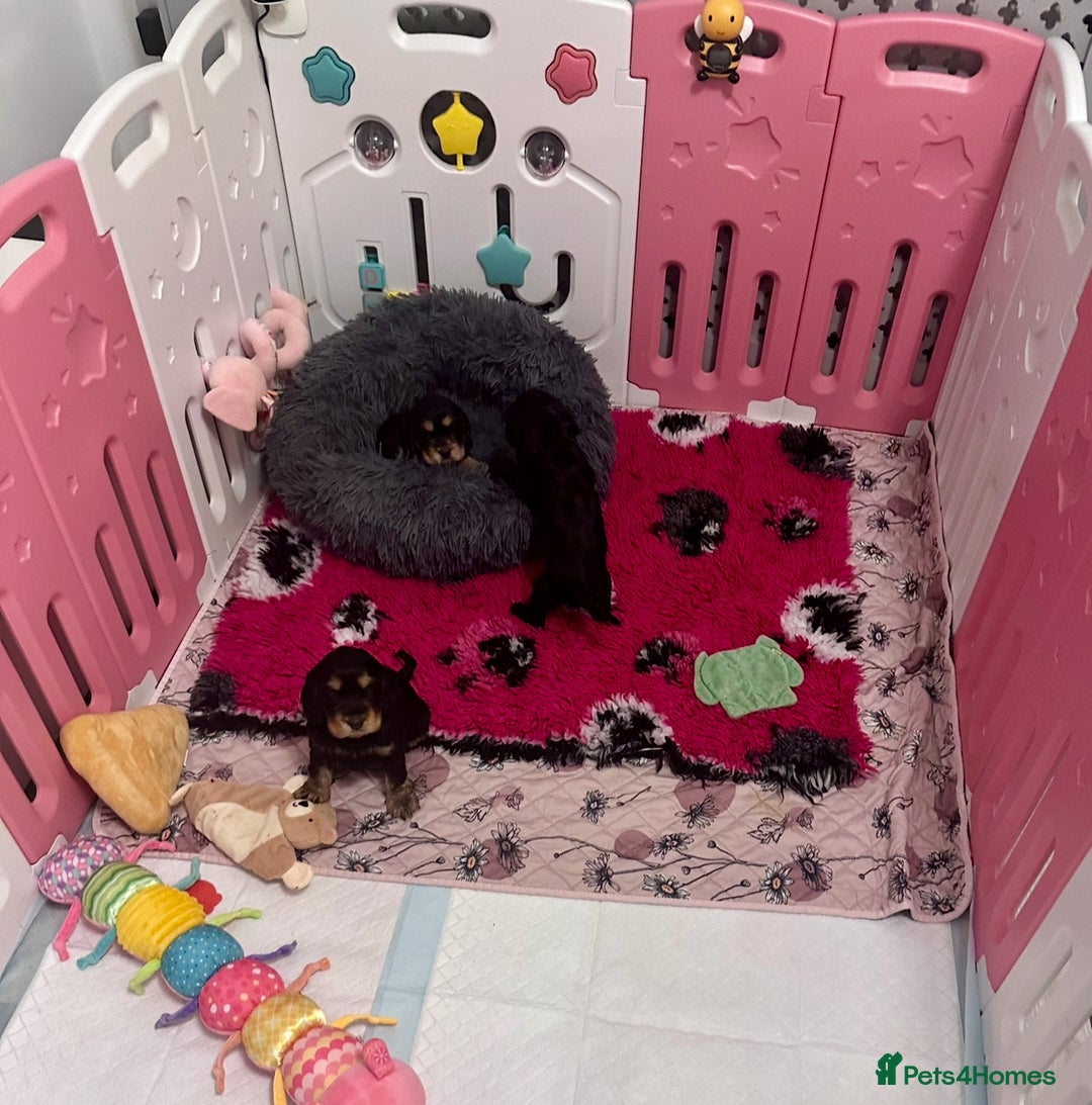 Cocker Spaniel dogs for sale: GORGEOUS, CH LINE, HEALTH TESTED SHOW COCKERS 💕 - Advert 3