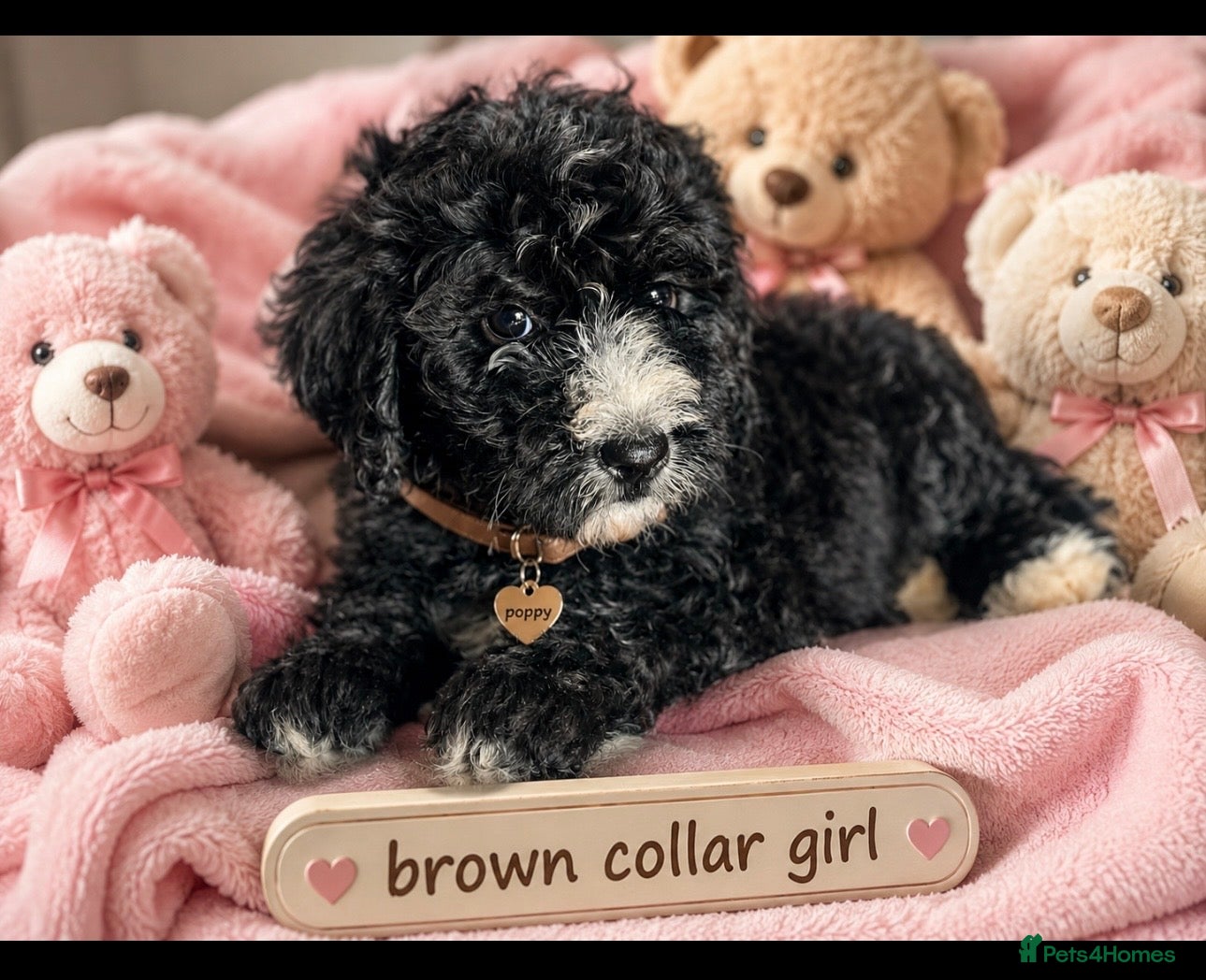 Bernedoodle dogs standard F1 Bernadoodles 1 tri boy 4 b/w girls - Advert 1