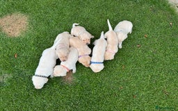 Labrador Retriever dogs for sale: Stunning KC Reg Yellow Labrador Puppies - Image 8
