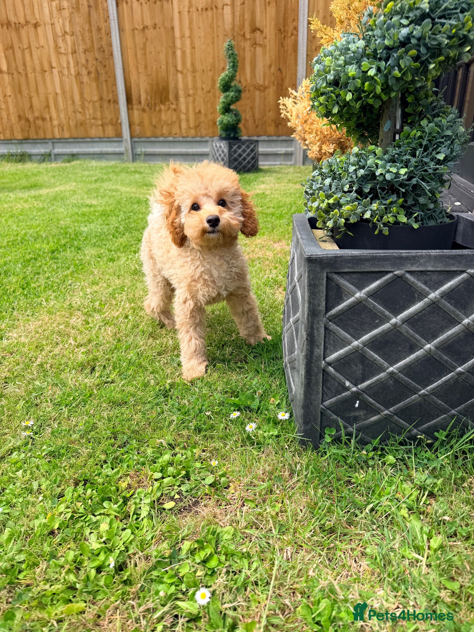 Toy Poodle dogs Beautiful health tested toy poodles  - Advert 2