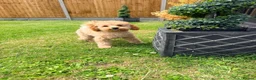 Toy Poodle dogs for sale: 1 boy available healthtested beautiful toy poodle  - Advert 9
