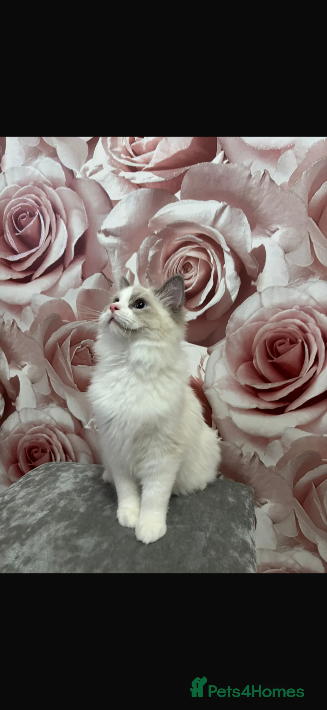 Ragdoll cats for sale: BI COLOUR RAGDOLL BOYS LOOKING FOR NEW HOMES  - Advert 5