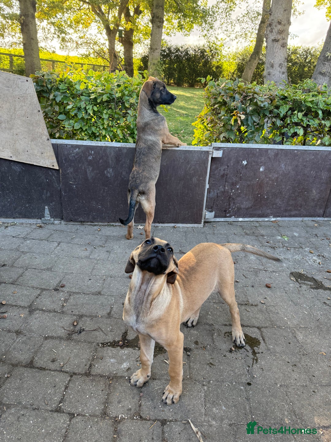 Belgian Shepherd Dog dogs for sale: Dutch Herder x Alano Espanol Pupies - Image 17