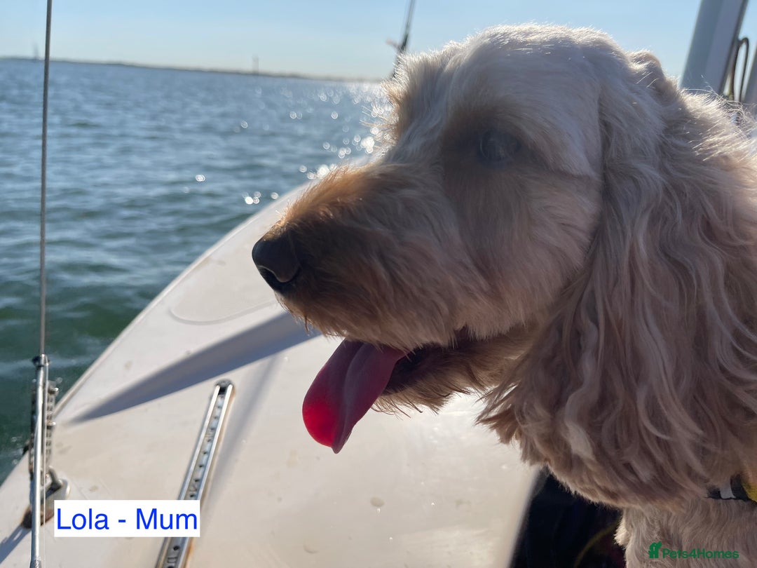 Cockapoo dogs for sale: Red Miniature Cockapoos – F1B - Advert 3