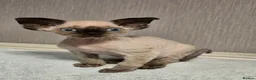 Devon Rex cats for sale: Harold Finch - Advert 4