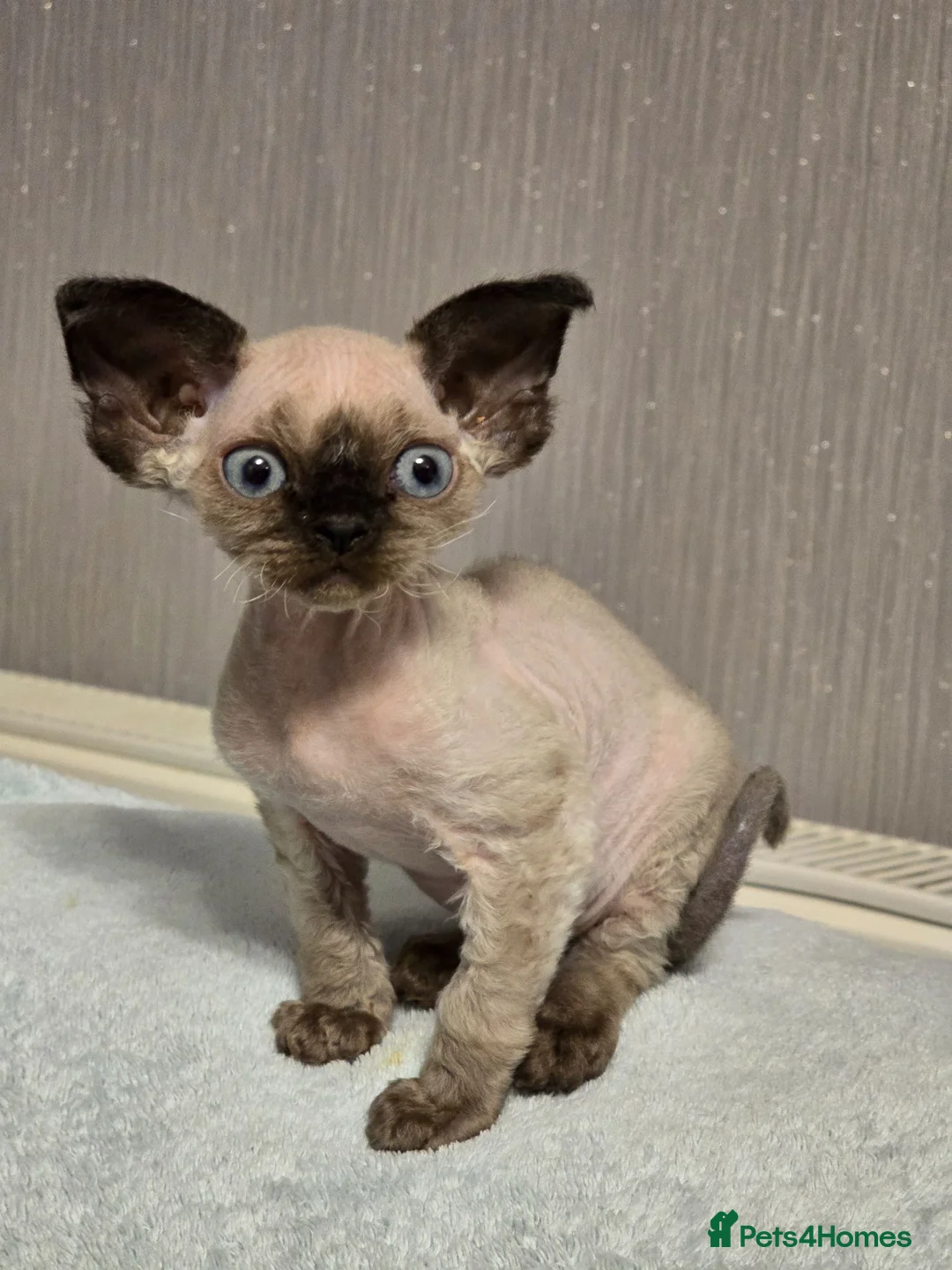 Devon Rex cats for sale: Harold Finch - Advert 4