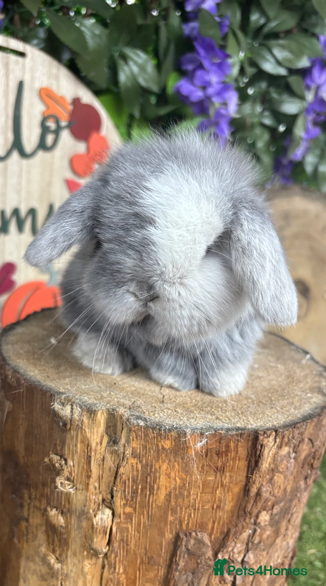 Mini Lop rabbits for sale: 🧡PEDIGREE MINILOPS🧡 - Advert 31