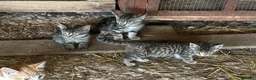 Mixed Breed cats for sale: Farm kittens looking for homes - Advert 6