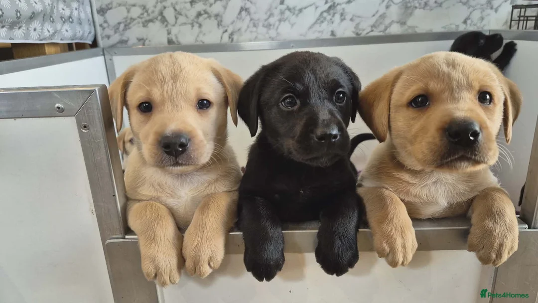 Labrador Retriever dogs for sale: KC Registered Working Labrador pups - Advert 2