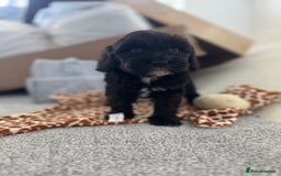 Sheepadoodle dogs for sale: Micro-mini Sheepadoodle reduced !!!!! - Image 3