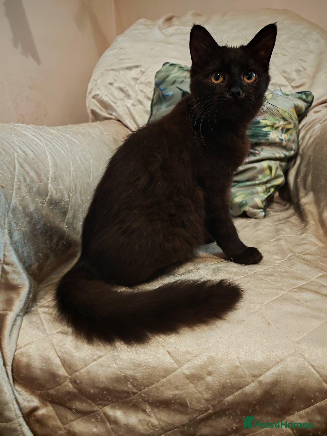 Mixed Breed cats for sale: Two gorgeous kittens  - Advert 8