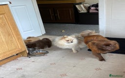 Pomeranian dogs for sale: 2 stunning boy Pomeranian pups ready in 1 week  - Image 12