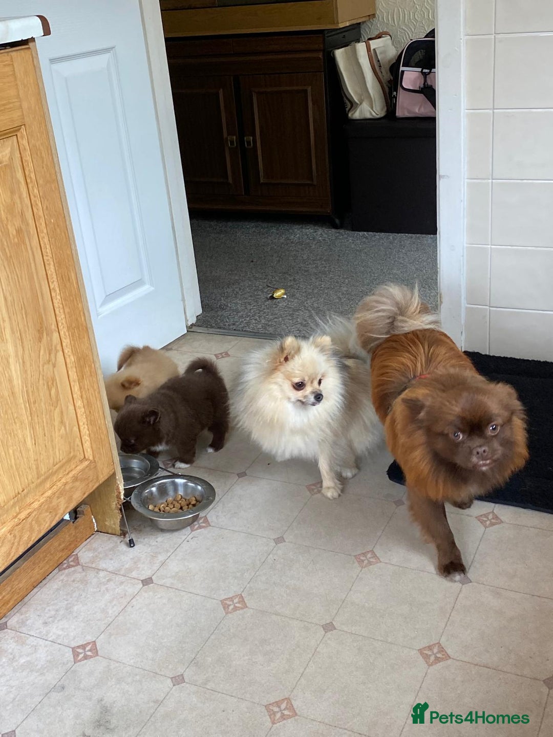 Pomeranian dogs for sale: 2 stunning boy Pomeranian pups ready in 1 week  - Image 12