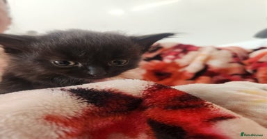 Domestic Shorthair cats - Advert 8