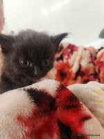 Domestic Shorthair cats - Advert 2