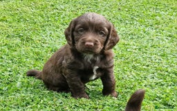 Cocker Spaniel dogs for sale: Cocker Spaniel Puppies - KC Registered  - Image 1