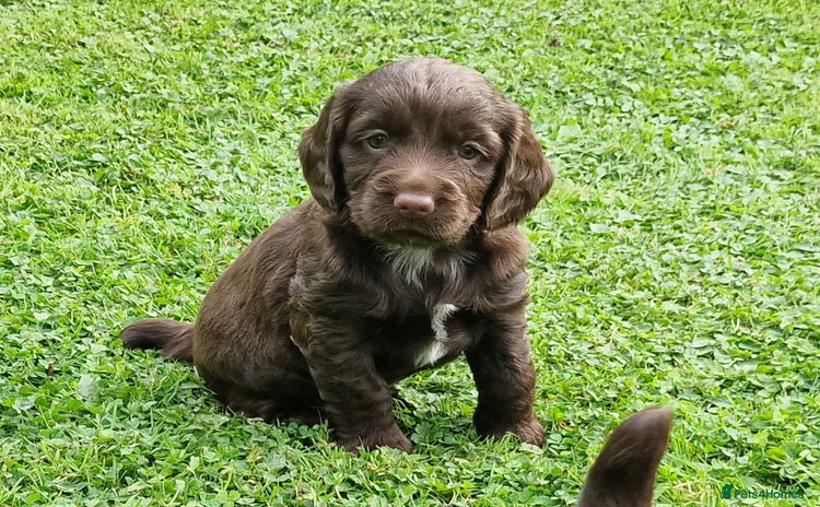 Cocker Spaniel dogs - Advert 8