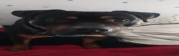 Mixed Breed dogs for sale: Staffey/Rotwiler  in Wednesbury - Advert 1