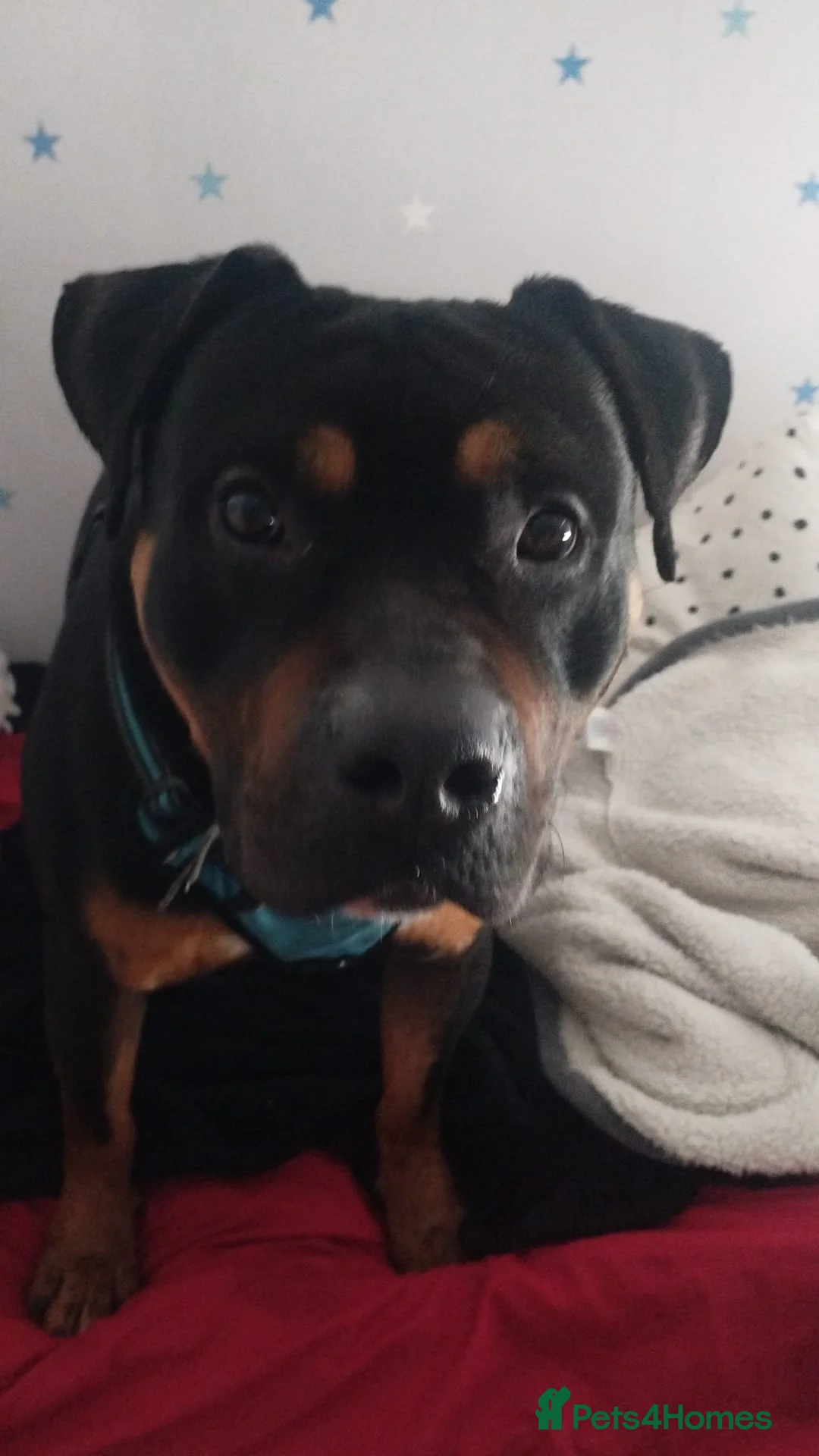 Mixed Breed dogs for sale: Staffey/Rotwiler  in Wednesbury - Advert 1