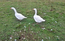 Geese poultry for sale: white embdem geese trio  - Image 2